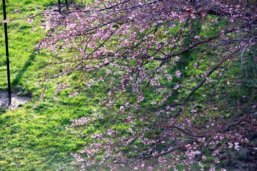 cerisier en fleur
